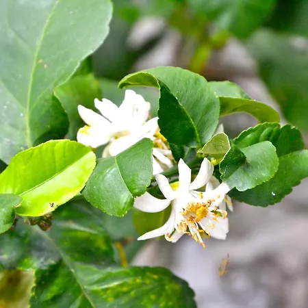 Tranquilla Immersa Nel A 2 Km Dal Mare